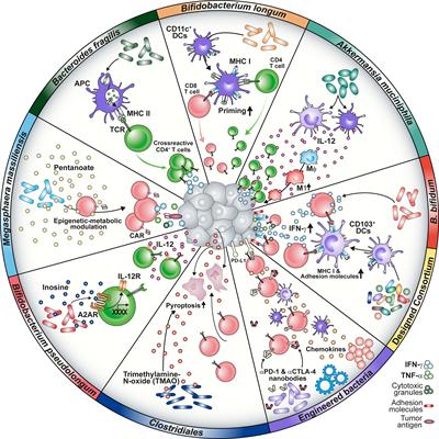 Learning from the microbes: exploiting the microbiome to enforce T cell immunotherapy